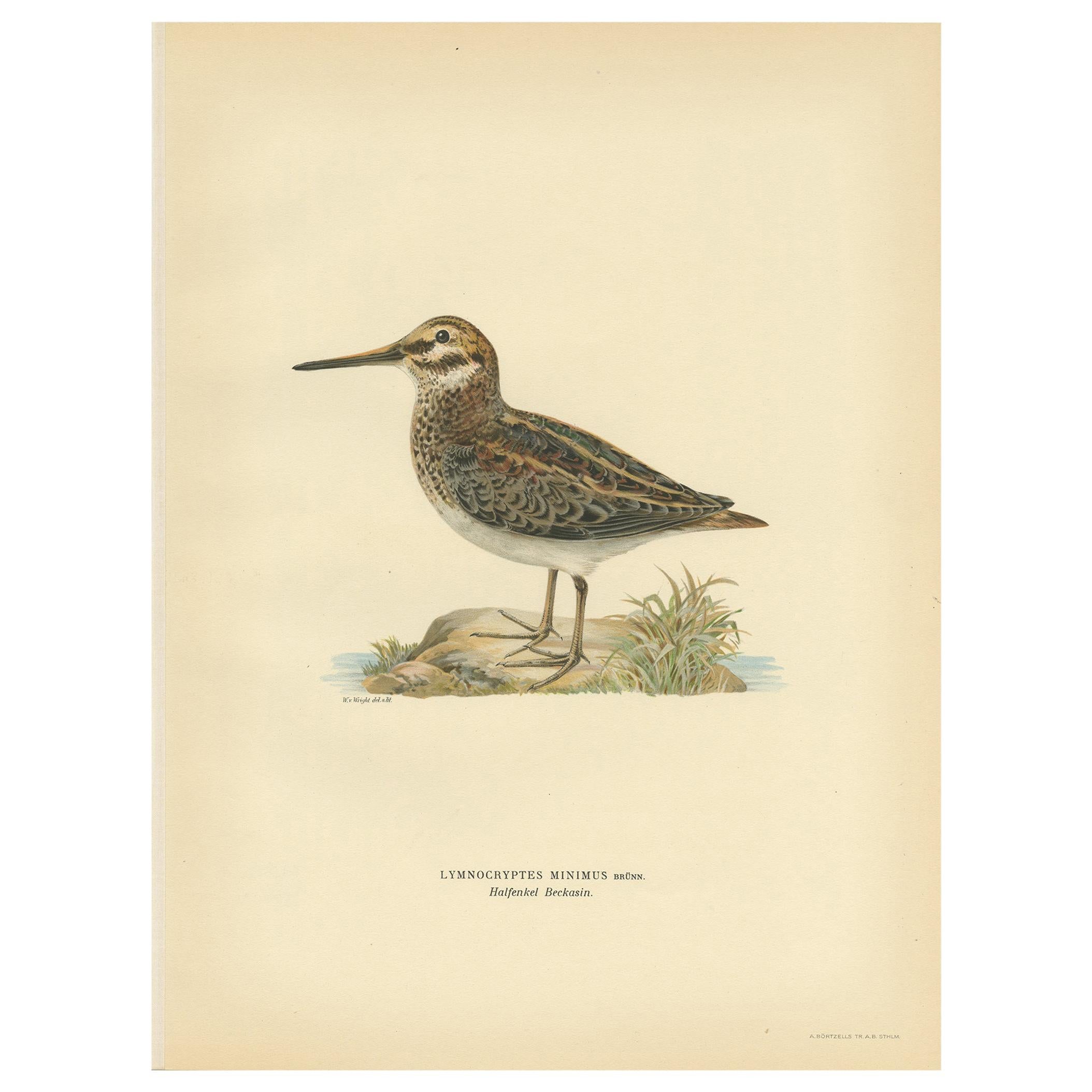 Antique Bird Print of the Jack Snipe by Von Wright, 1929 For Sale