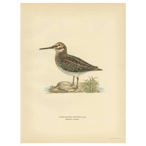 Antique Bird Print of the Jack Snipe by Von Wright, 1929