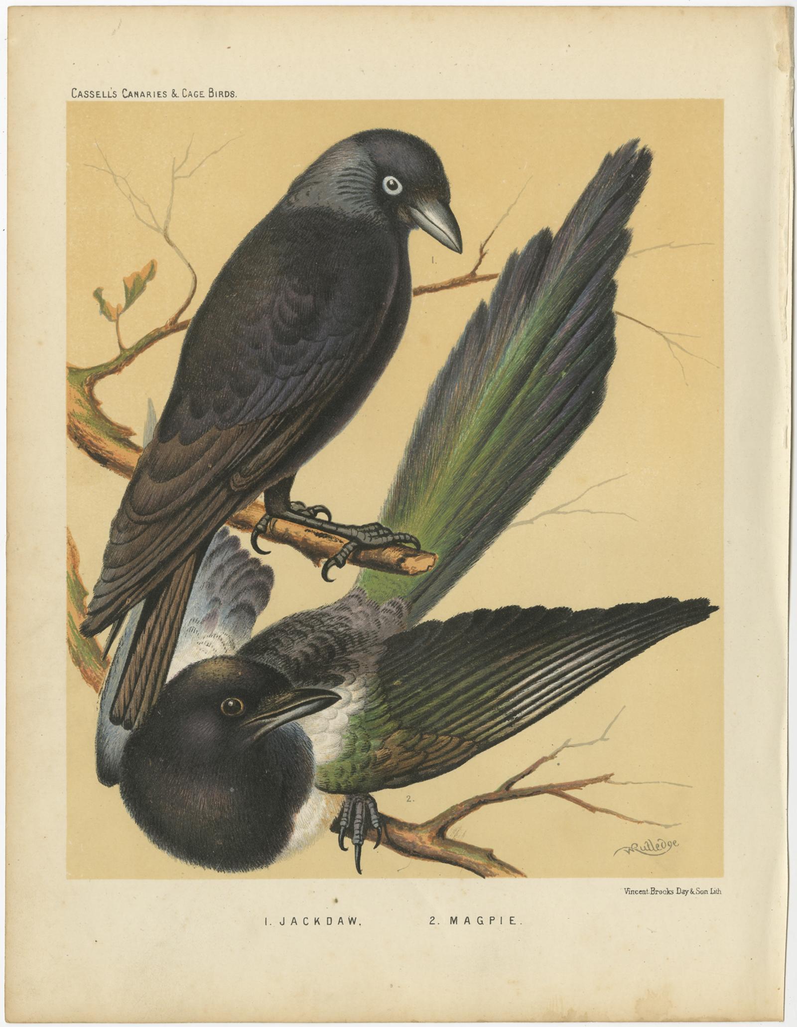 Antique bird print titled '1. Jackdaw 2. Magpie' Old bird print depicting the Jackdaw, Magpie. This print originates from: 'Illustrated book of canaries and cage-birds' by W. A. Blackston, W. Swaysland and August F. Wiener F.Z.S. Published by Cassel