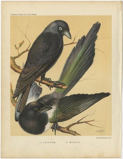 Antique Bird Print of the Jackdaw and Magpie 'circa 1880'