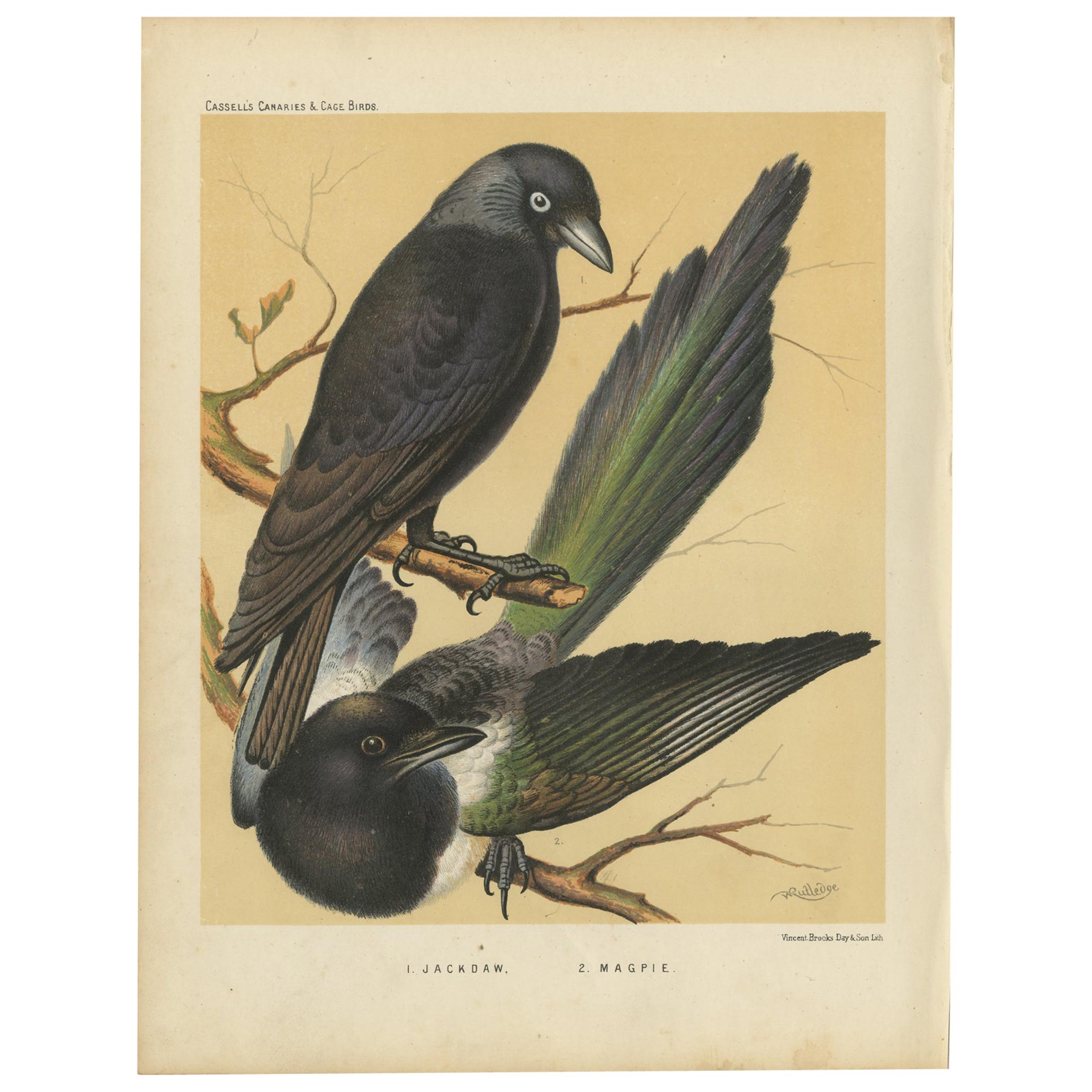 Antique Bird Print of the Jackdaw and Magpie 'circa 1880'