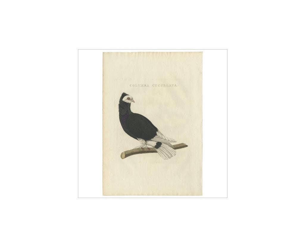 Antique Bird Print of the Jacobin Pigeon by Sepp & Nozeman, 1829