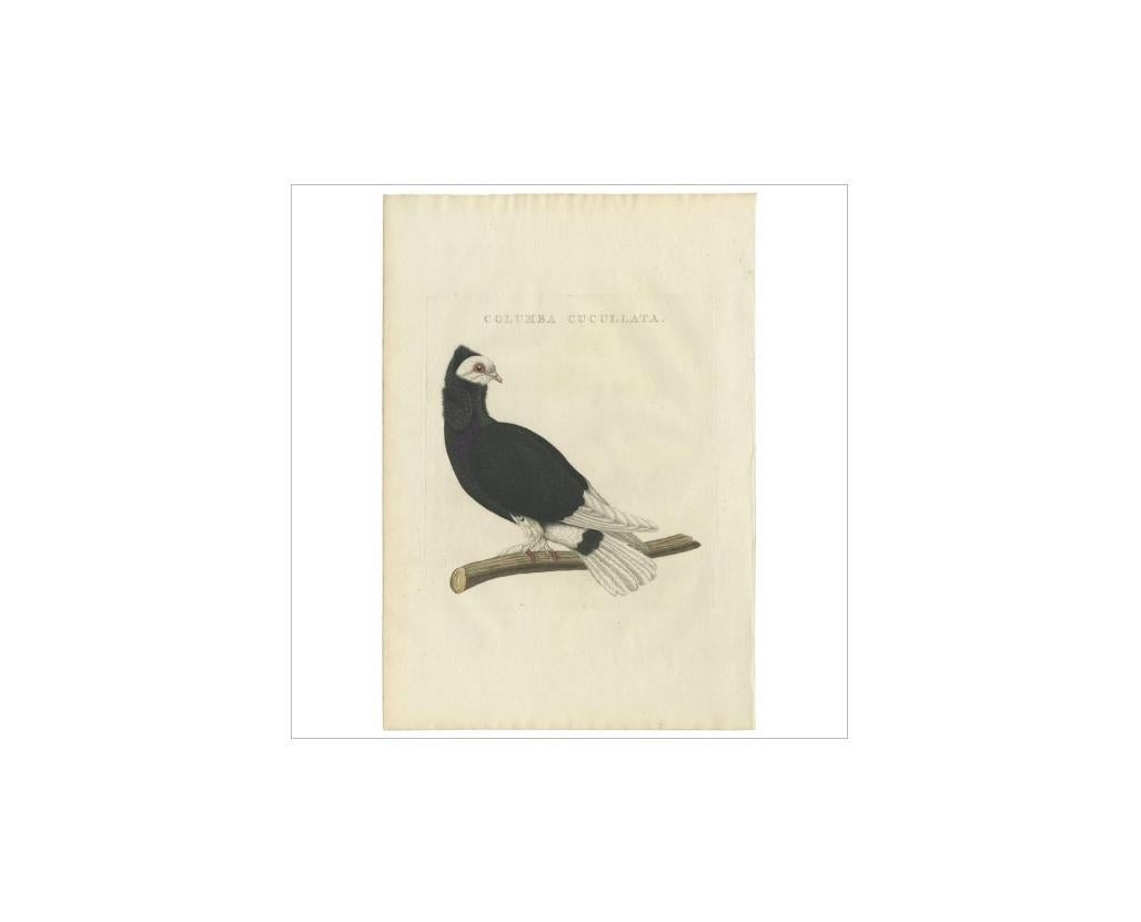 XIXe siècle Impression ancienne d'oiseau du pigeon jacobéen par Sepp & Nozeman, 1829 en vente