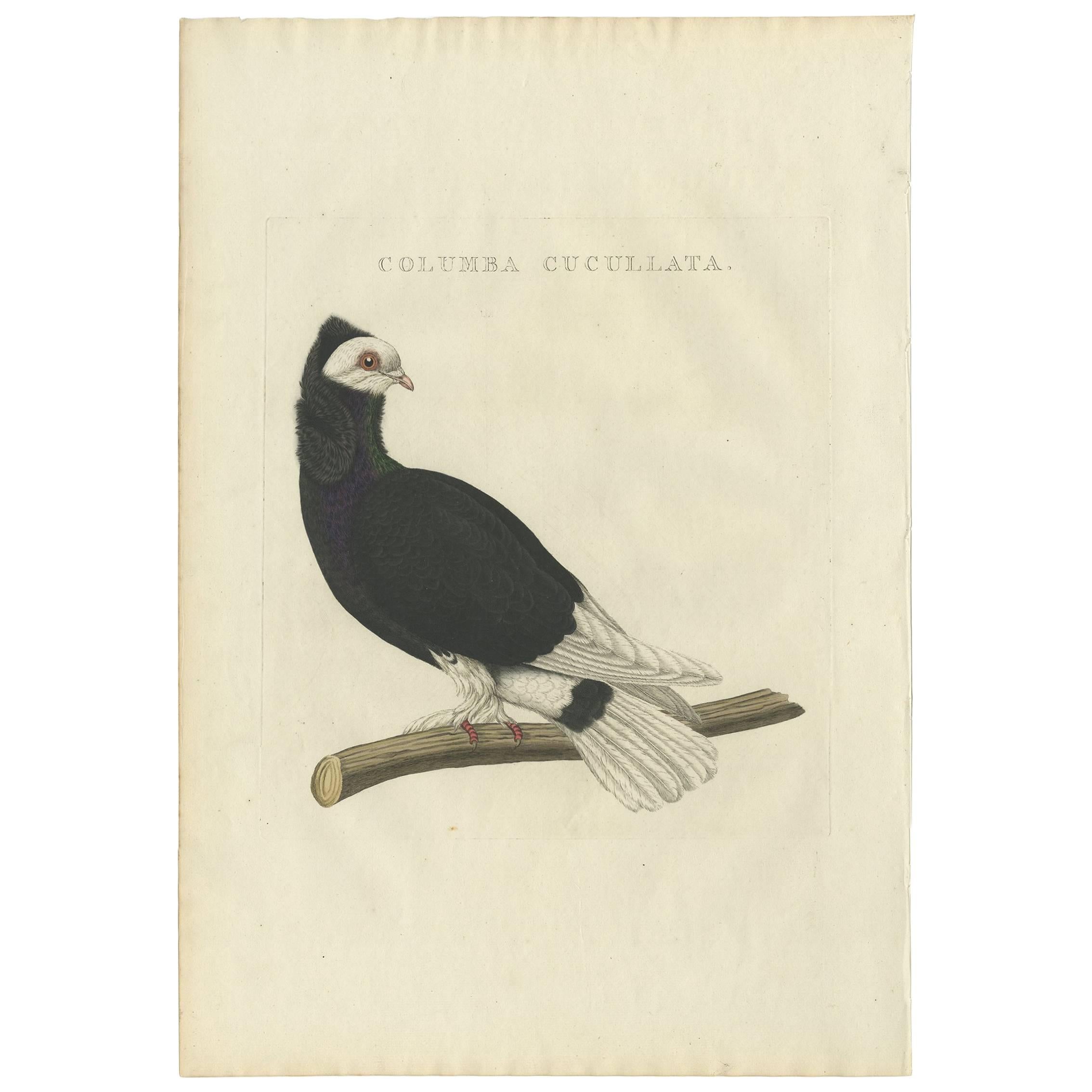 Antique Bird Print of the Jacobin Pigeon by Sepp & Nozeman, 1829