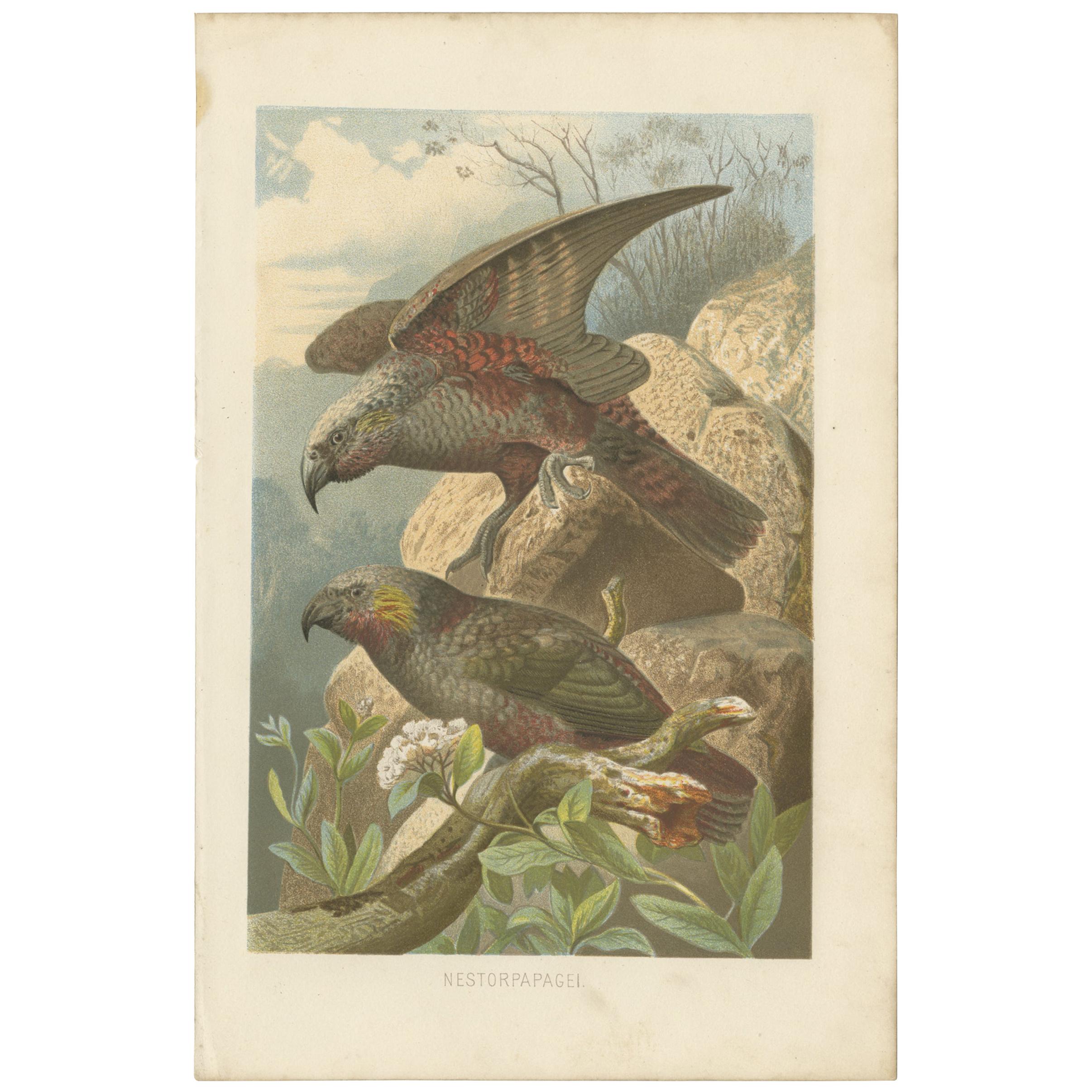 Antique Bird Print of the Kea by Brehm '1891'