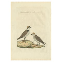 Impression oiseau ancienne du plover Kentish par Sepp & Nozeman, 1829