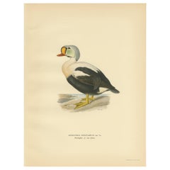 Antique Bird Print of the King Eider by Von Wright, 1929
