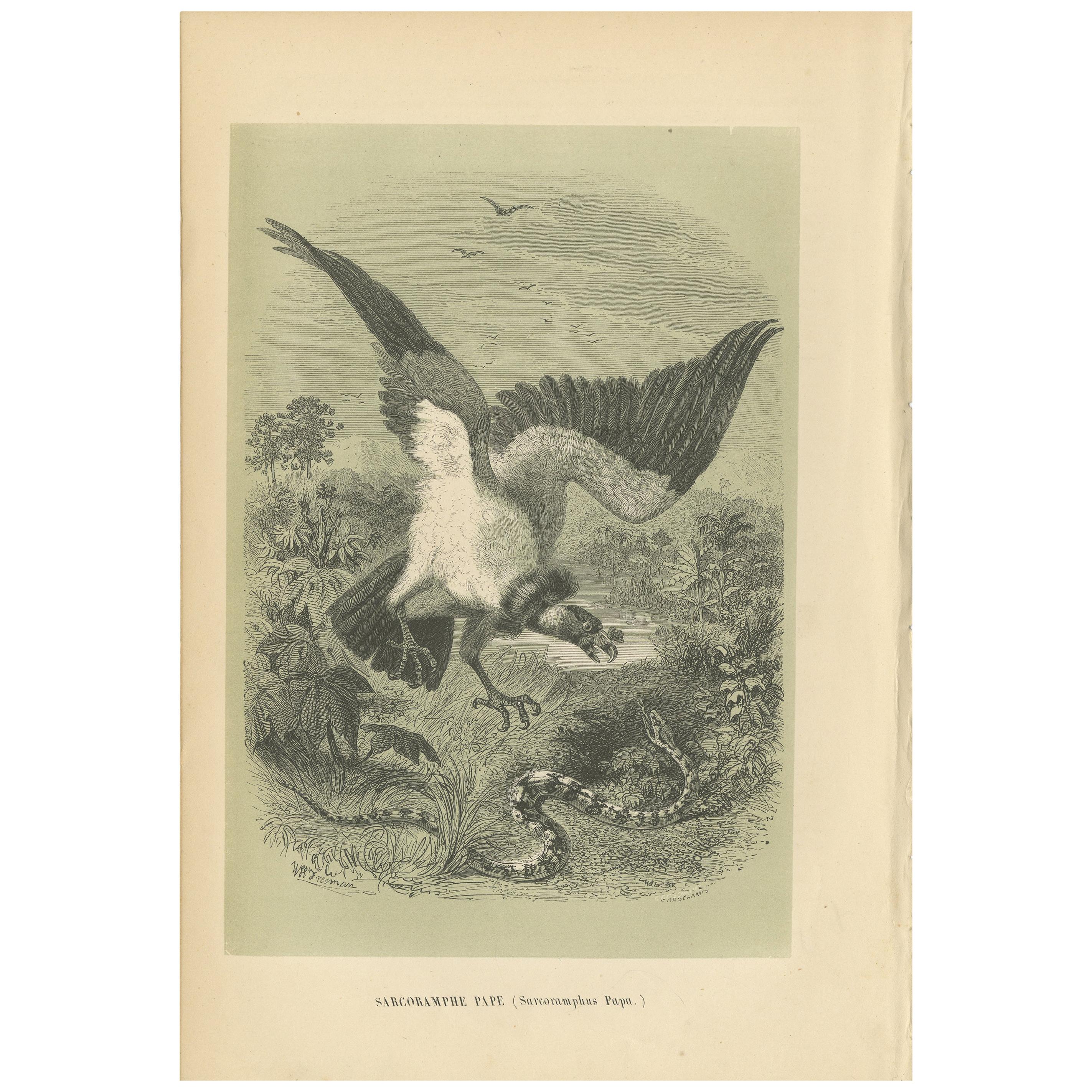 Impression ancienne d'oiseau du roi Vulture, 1853