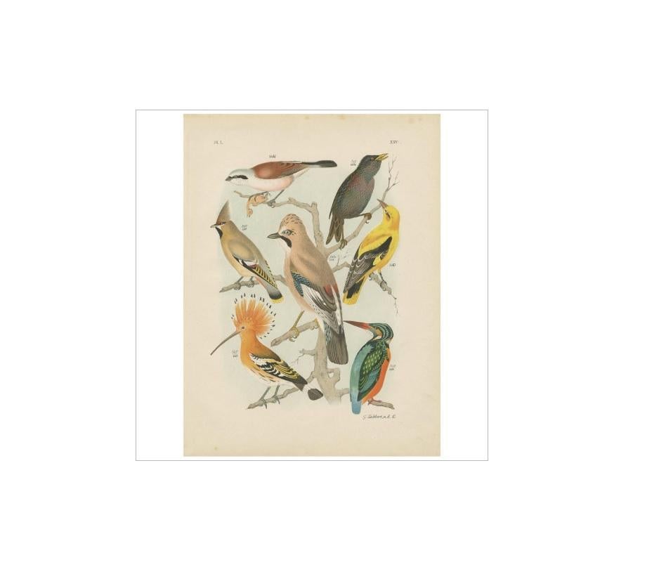 Antique bird print of various birds including the kingfisher, golden oriole, common starling, hoopoe, waxwing andEurasian jay. This print originates from 'De Vogelwereld. Handboek voor Liefhebbers van Kamer- en Parkvogels’ by A. Nuyens. Published by