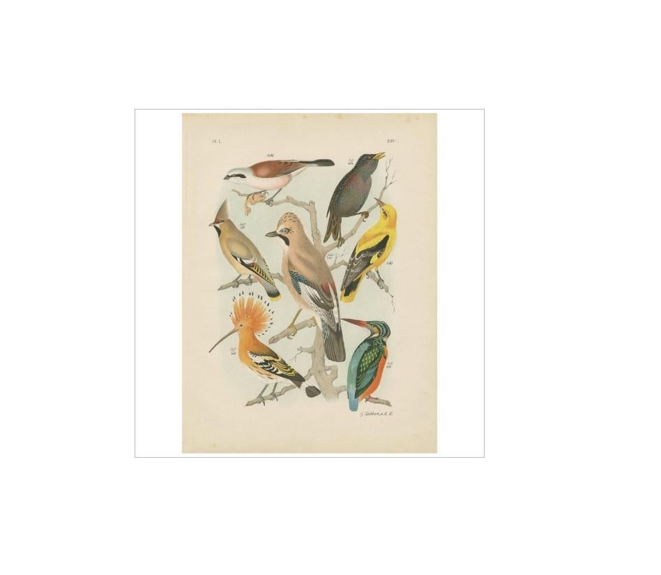 Antique Bird Print of the Kingfisher, Golden Oriole, Common Starling (1886) In Good Condition In Langweer, NL