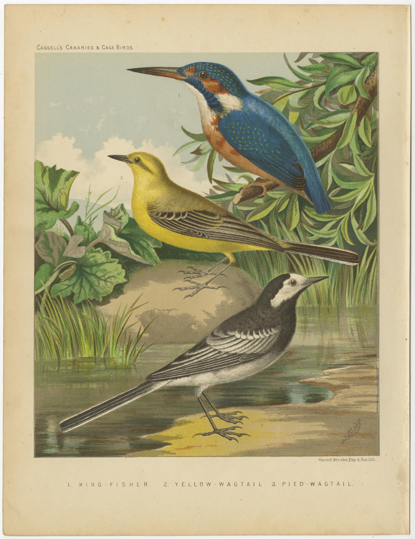 Antique bird print titled '1. King Fisher 2. Yellow-Wagtail 3. Pied-Wagtail'. Old bird print depicting the Kingfisher, Yellow-Wagtail, White wagtail. This print originates from: 'Illustrated book of canaries and cage-birds' by W. A. Blackston, W.