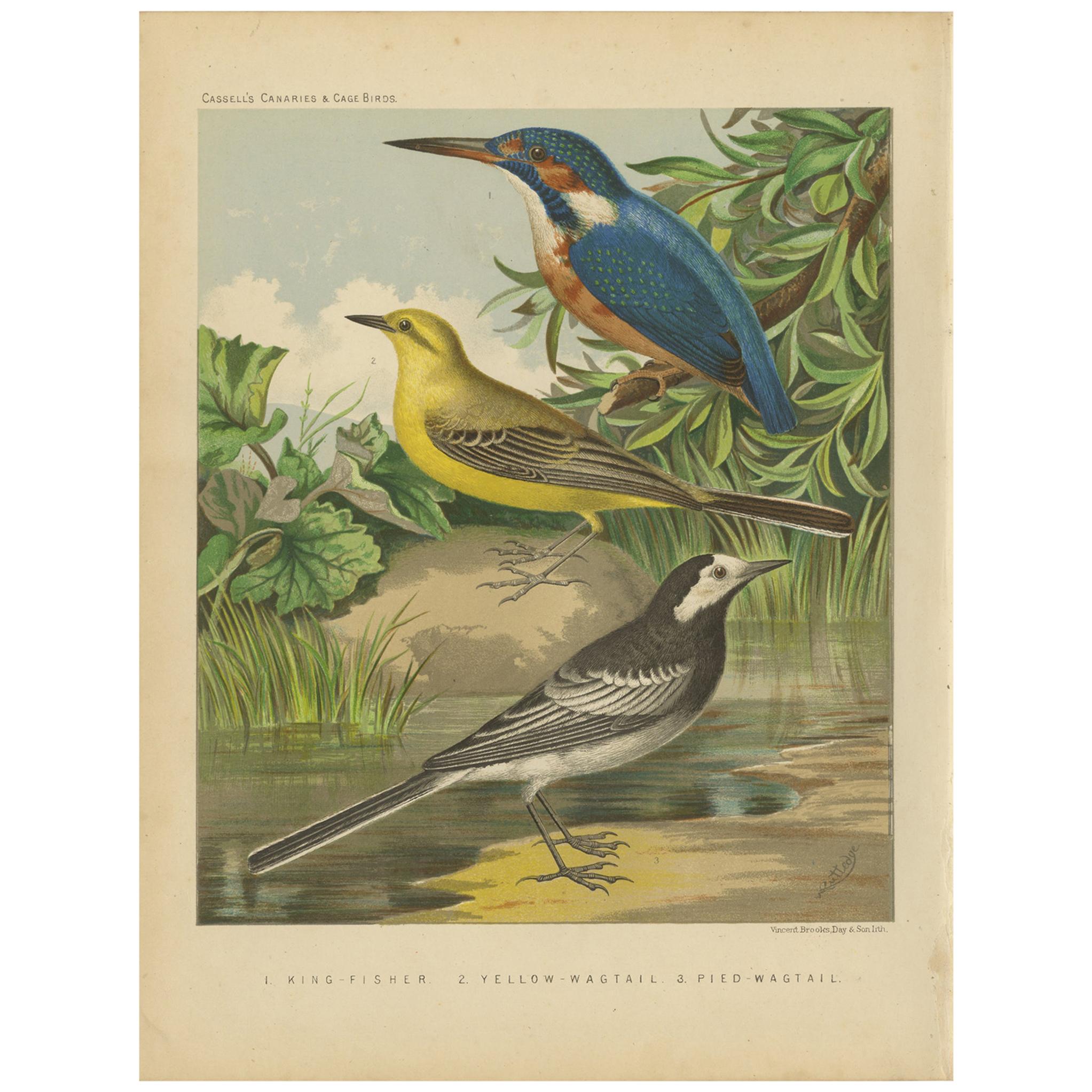 Antique Bird Print of the Kingfisher, Yellow-Wagtail, White Wagtail, circa 1880 For Sale