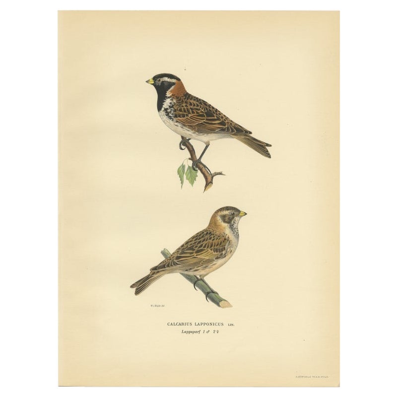 Antiker antiker Vogeldruck des Lapland Longspur von Von Wright, 1927