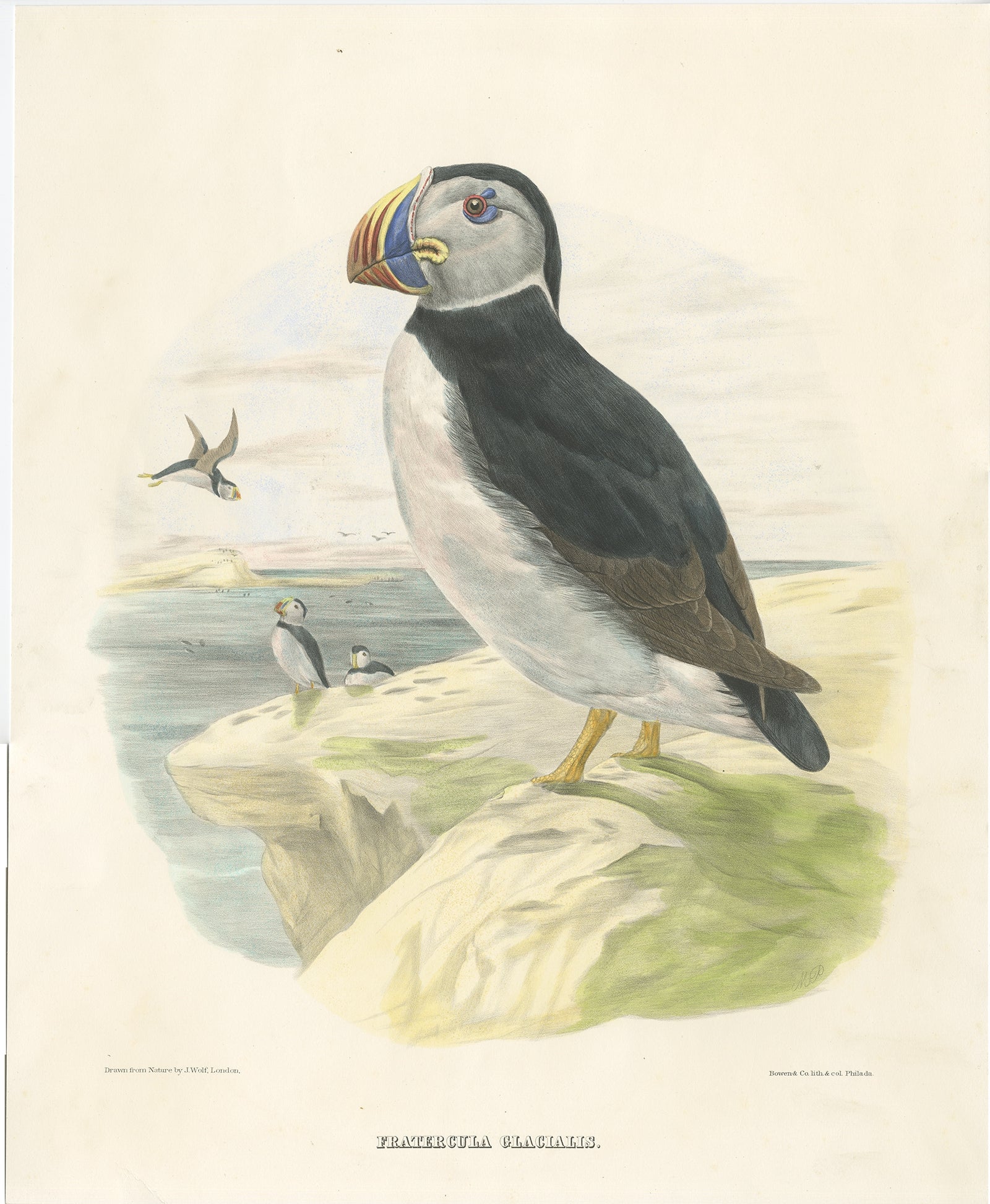 Description: Antique bird print titled 'Fratercula Glacialis'. Old bird print depicting the Large-Bill Puffin. 

This print originates from 'The new and heretofore unfigured species of the birds of North America', published 1866-1869.

This