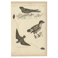 Antiker Vogeldruck des Leona-Kiefercks aus Ziegenleder und anderen Vögeln, ca. 1860