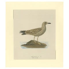 Vintage Bird Print of the Lesser Black-Backed Gull by Von Wright, 1929