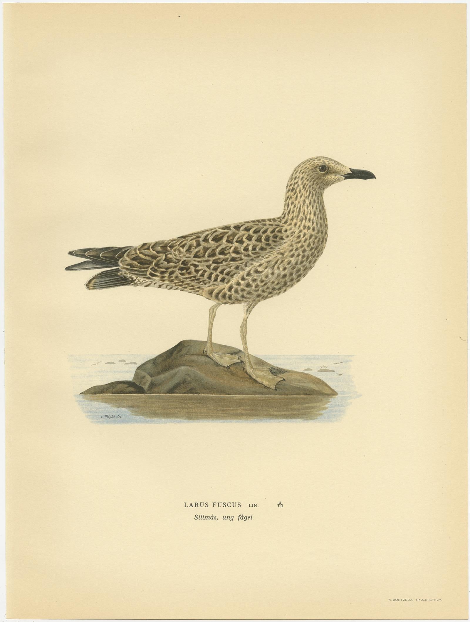Antique bird print titled 'Larus Fuscus'. Old bird print depicting the Lesser Black-Backed Gull. This print originates from 'Svenska Foglar Efter Naturen Och Pa Stenritade' by Magnus von Wright.
