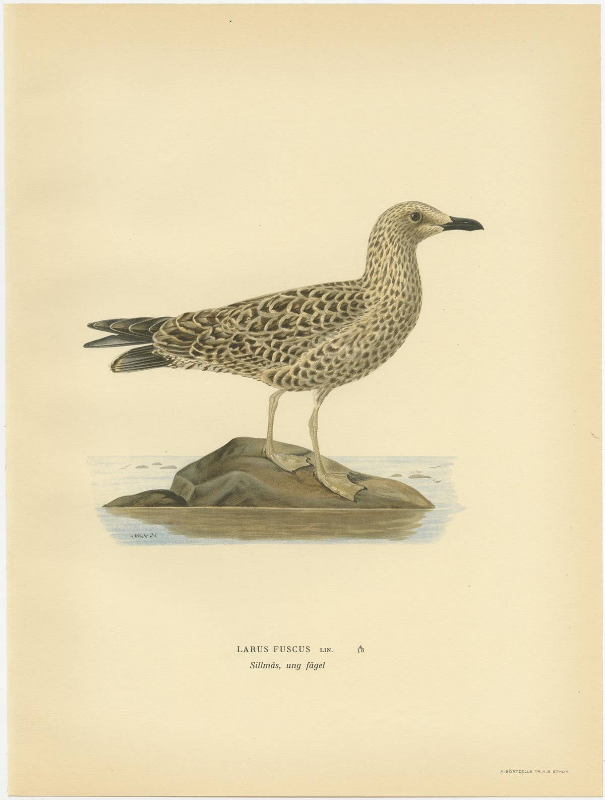 Antique Bird Print of the Lesser Black-Backed Gull by Von Wright