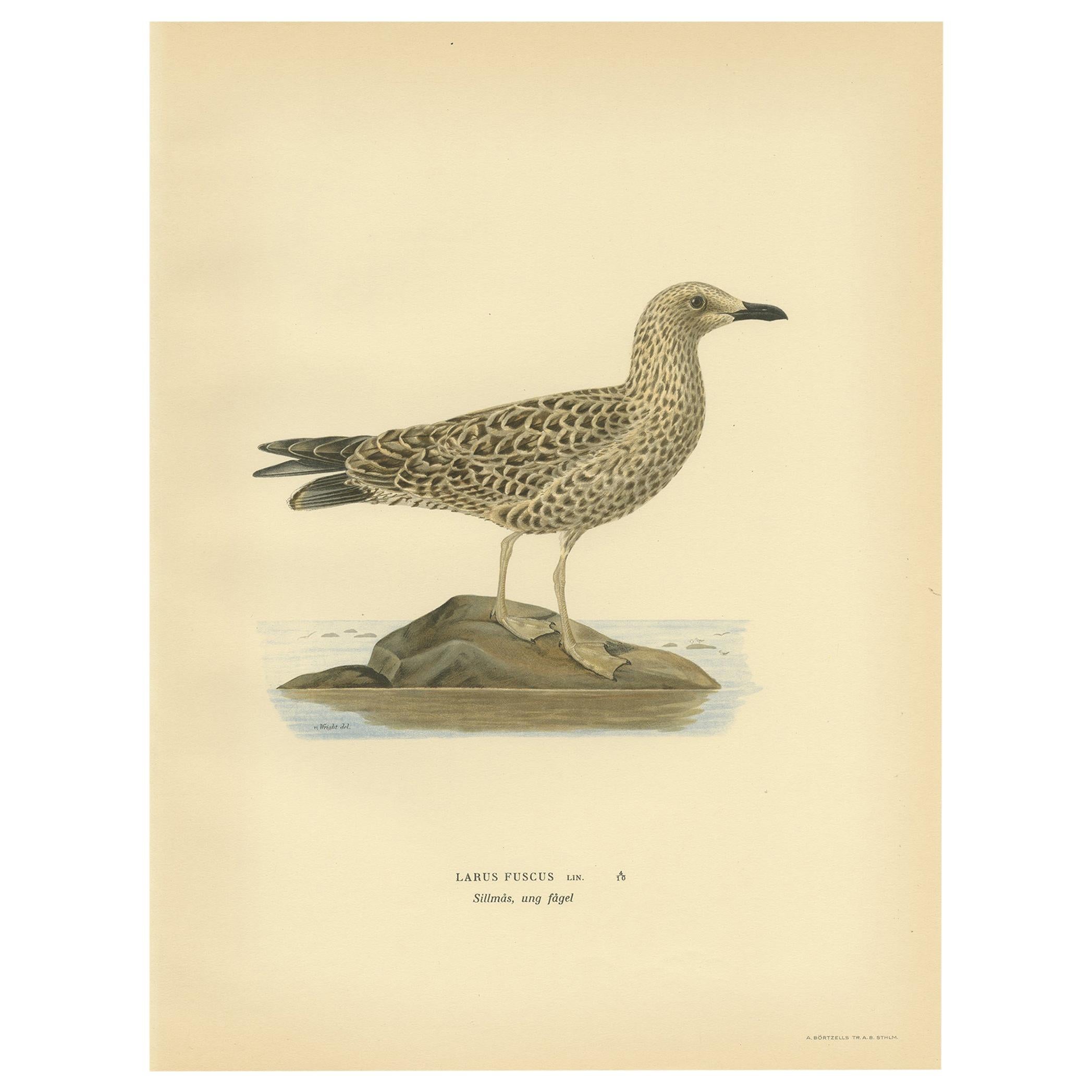 Antique Bird Print of the Lesser Black-Backed Gull by Von Wright For Sale