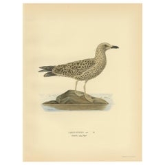 Antique Bird Print of the Lesser Black-Backed Gull by Von Wright
