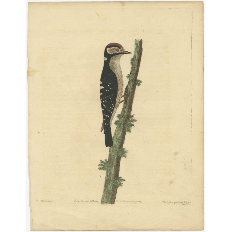 Antique Bird Print of the Lesser Spotted Woodpecker by Albin, c.1738