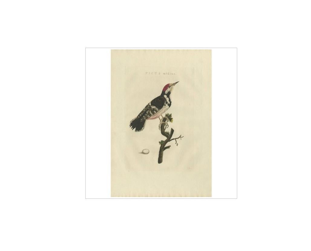 Antique print titled 'Picus mëdius'. The lesser spotted woodpecker (Dryobates minor) is a member of the woodpecker family Picidae. It was formerly assigned to the genus Dendrocopos (sometimes incorrectly spelt as Dendrocopus). Some taxonomic