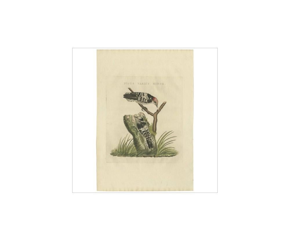 Antique print titled 'Picus Varius Minor'. The lesser spotted woodpecker (Dryobates minor) is a member of the woodpecker family Picidae. It was formerly assigned to the genus Dendrocopos (sometimes incorrectly spelt as Dendrocopus).

This print