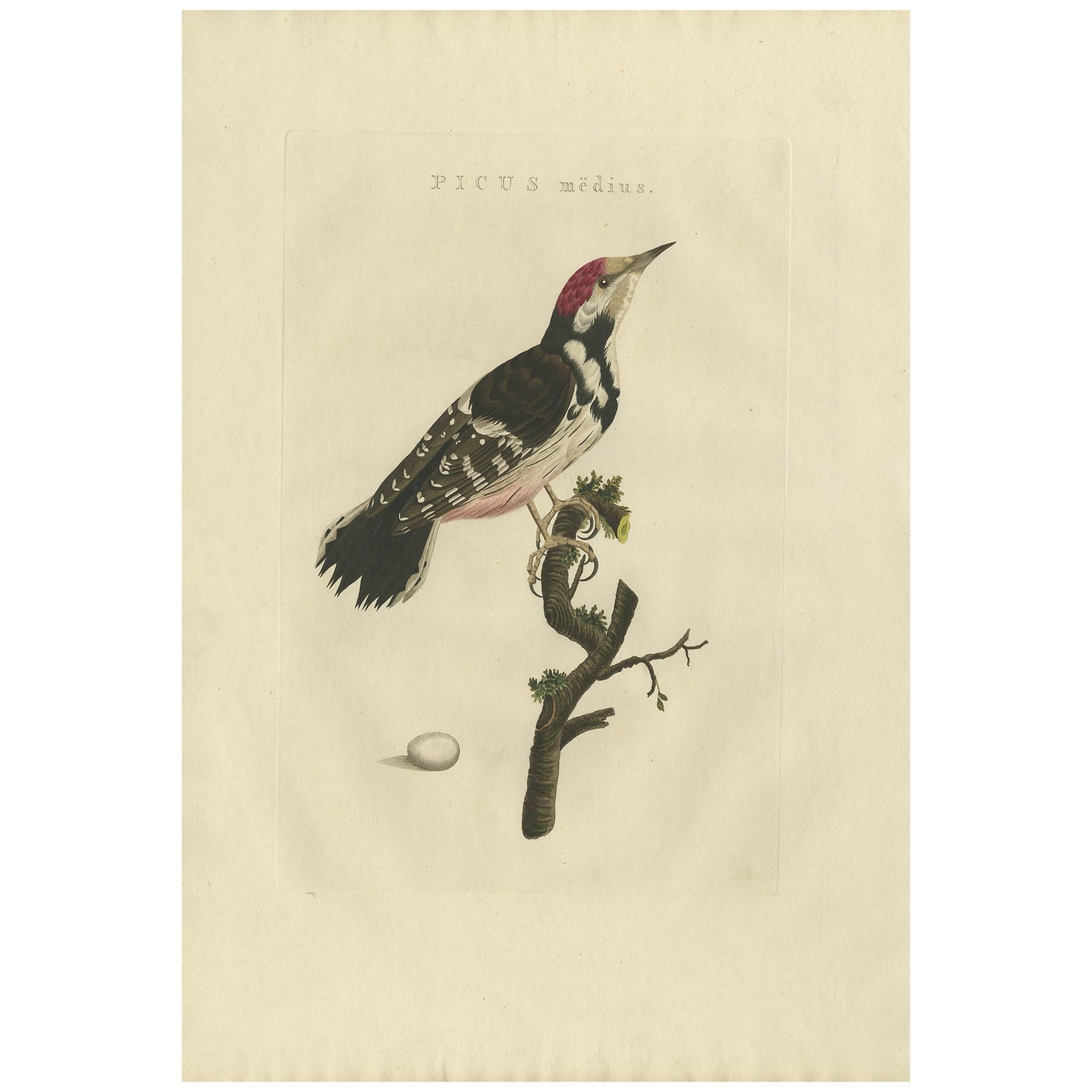 Impression ancienne d'oiseau du corbeau de bois moins tacheté de Sepp & Nozeman, 1809