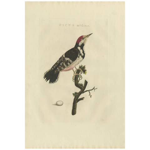 Antique Bird Print of the Lesser Spotted Woodpecker by Sepp & Nozeman, 1809