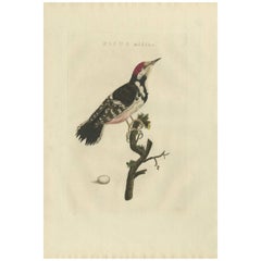Antique Bird Print of the Lesser Spotted Woodpecker by Sepp & Nozeman, 1809