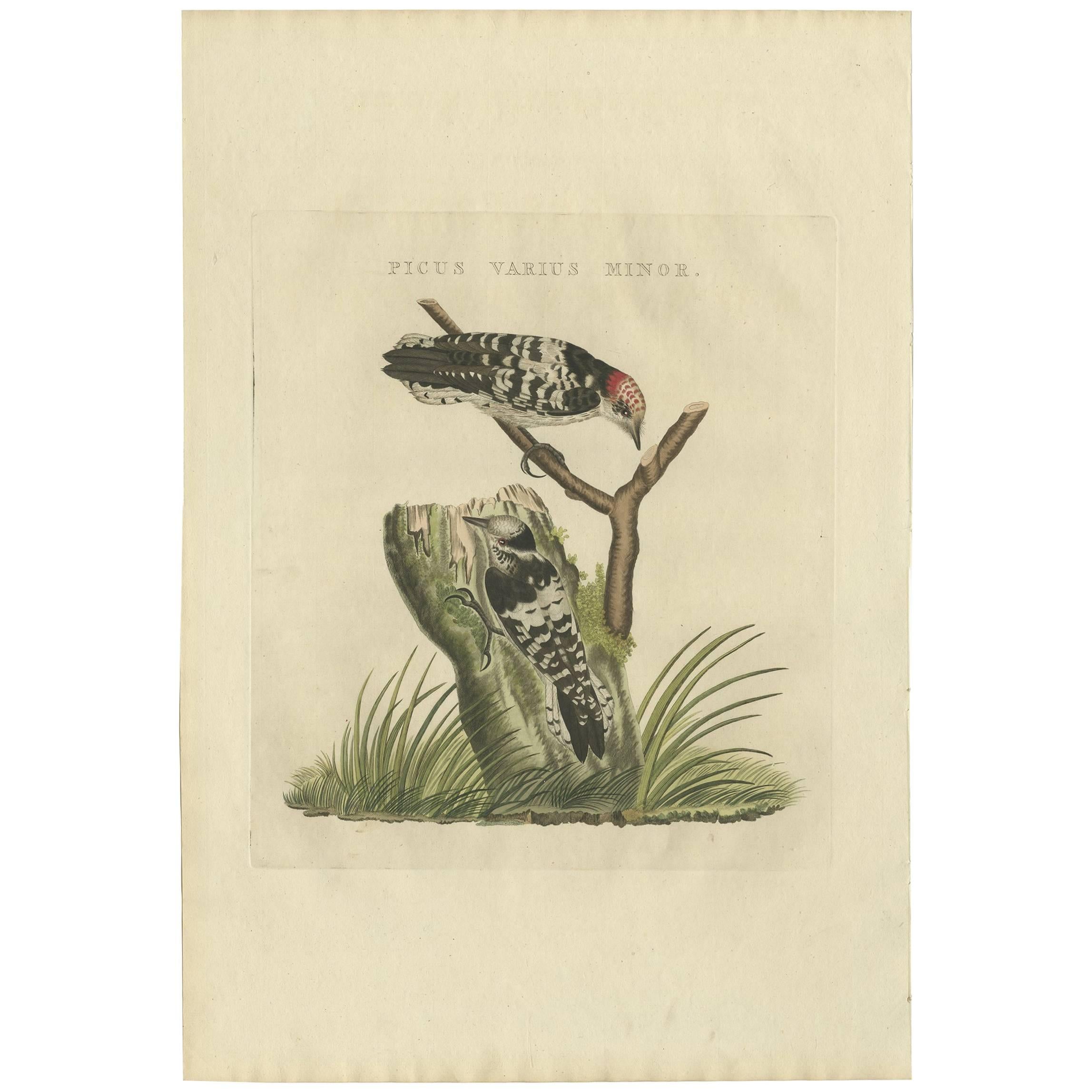 Impression ancienne d'oiseau du corbeau de bois moins tacheté de Sepp & Nozeman, 1809