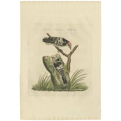 Lesser Spotted Woodpecker – Picus Varius Minor, c.1809
