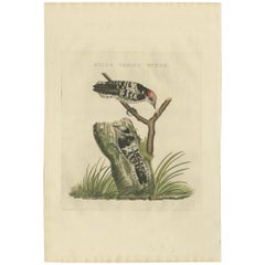 Antiker antiker Vogeldruck des zierlicheren Holzpeckers von Sepp & Nozeman, 1809