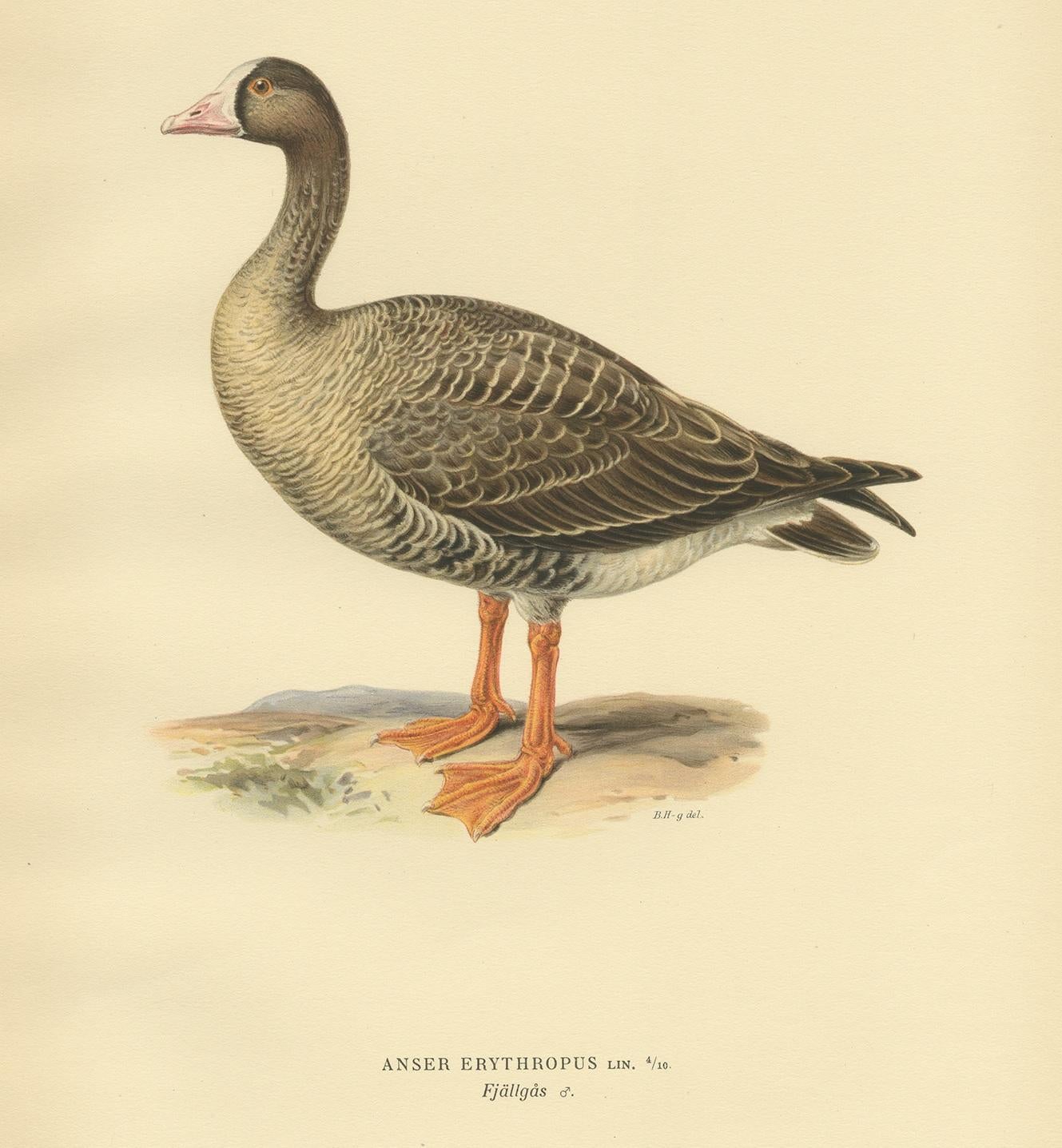 Gravure ancienne d'oiseau intitulée 'Anser Erythropus'. Ancienne gravure d'oiseaux représentant l'oie naine. Cette gravure provient de 