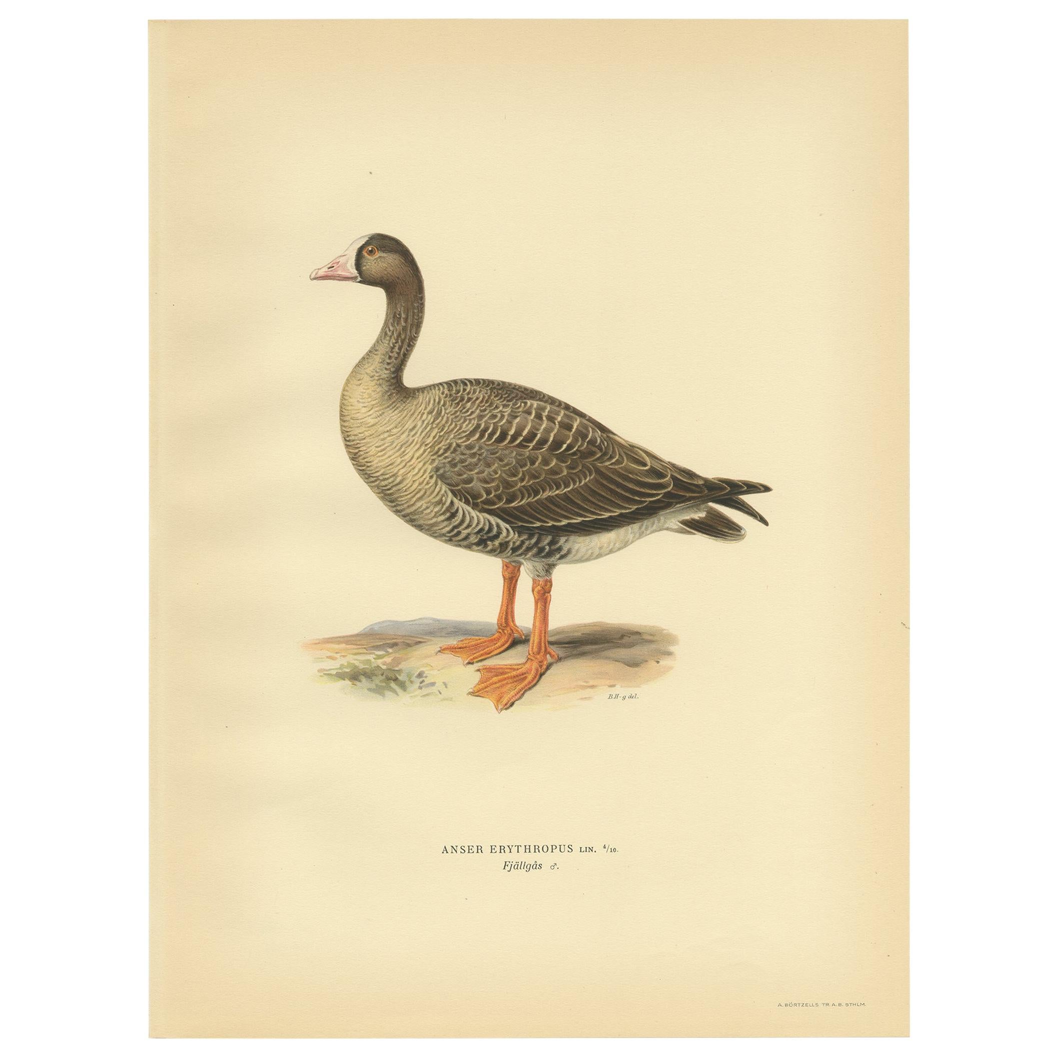 Antique Bird Print of the Lesser White-Fronted Goose by Von Wright, 1929 For Sale
