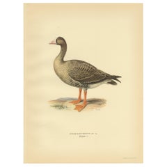 Antique Bird Print of the Lesser White-Fronted Goose by Von Wright, 1929