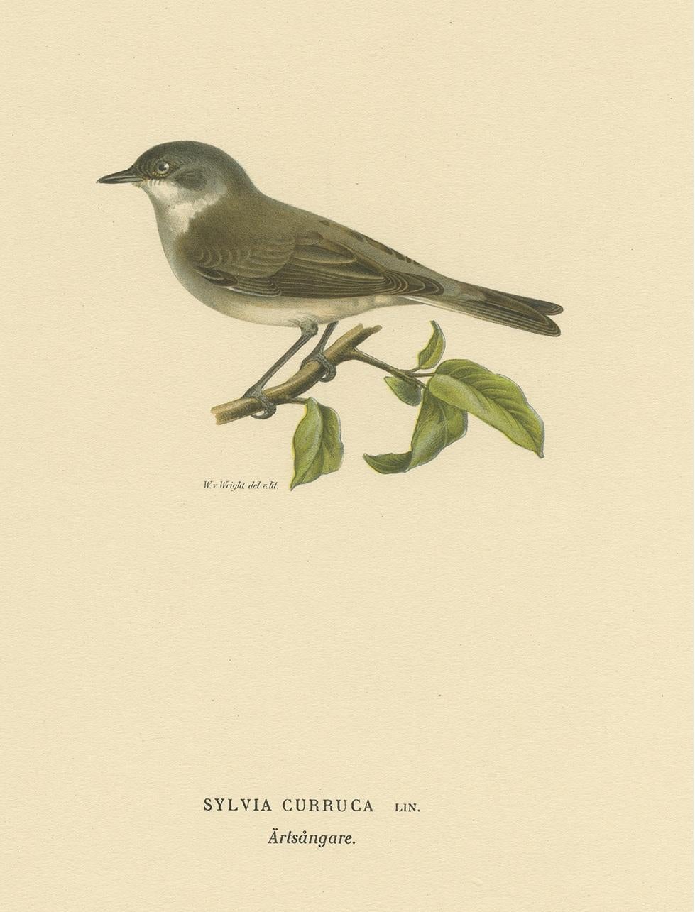 Antique Bird Print of the Lesser Whitethroat by Von Wright '1927' In Good Condition For Sale In Langweer, NL