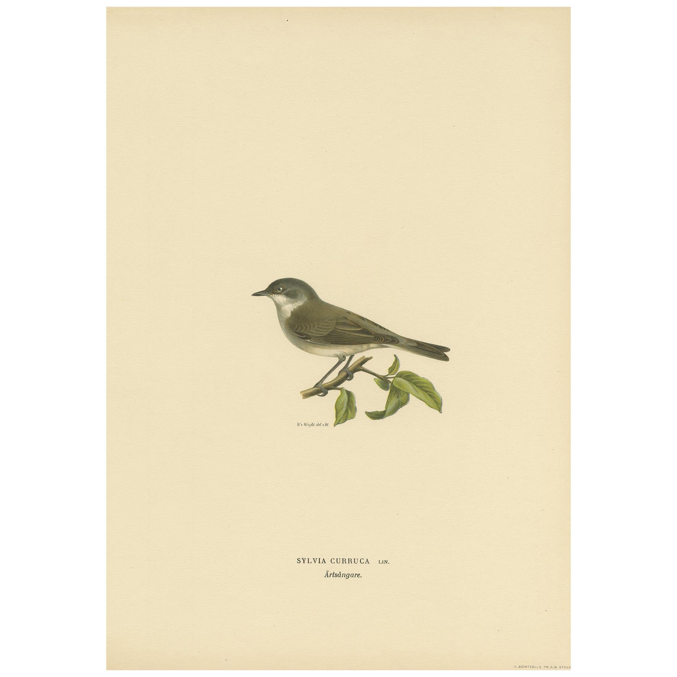 Antiker antiker Vogeldruck des kleineren Weißthroat von Von Wright '1927'