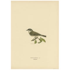 Antique Bird Print of the Lesser Whitethroat by Von Wright '1927'