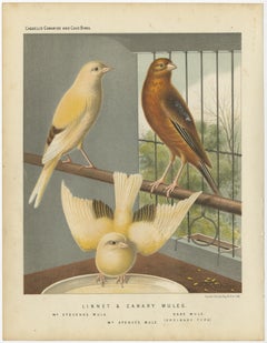 Antique Bird Print of the Linnet & Canary Mules 'circa 1880'