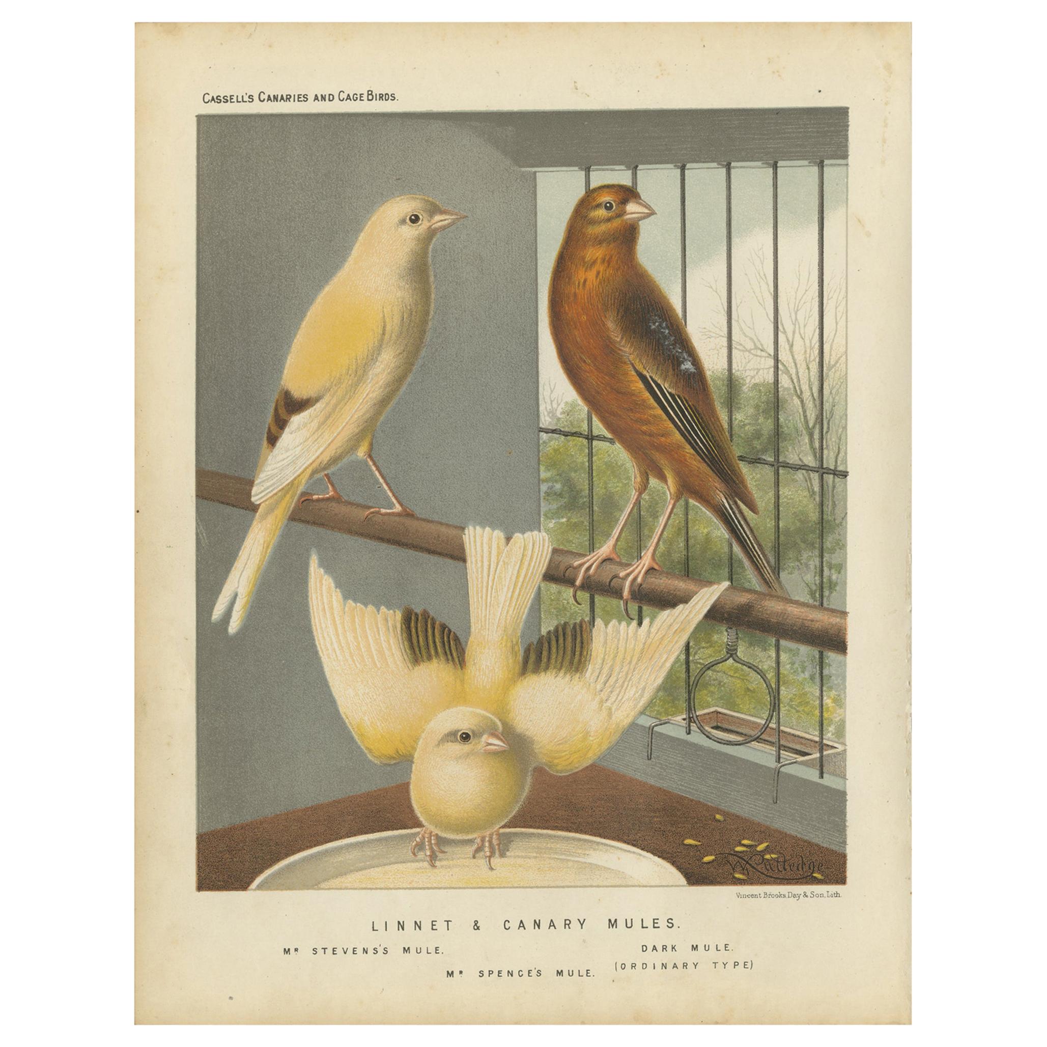 Antique Bird Print of the Linnet & Canary Mules 'circa 1880' For Sale