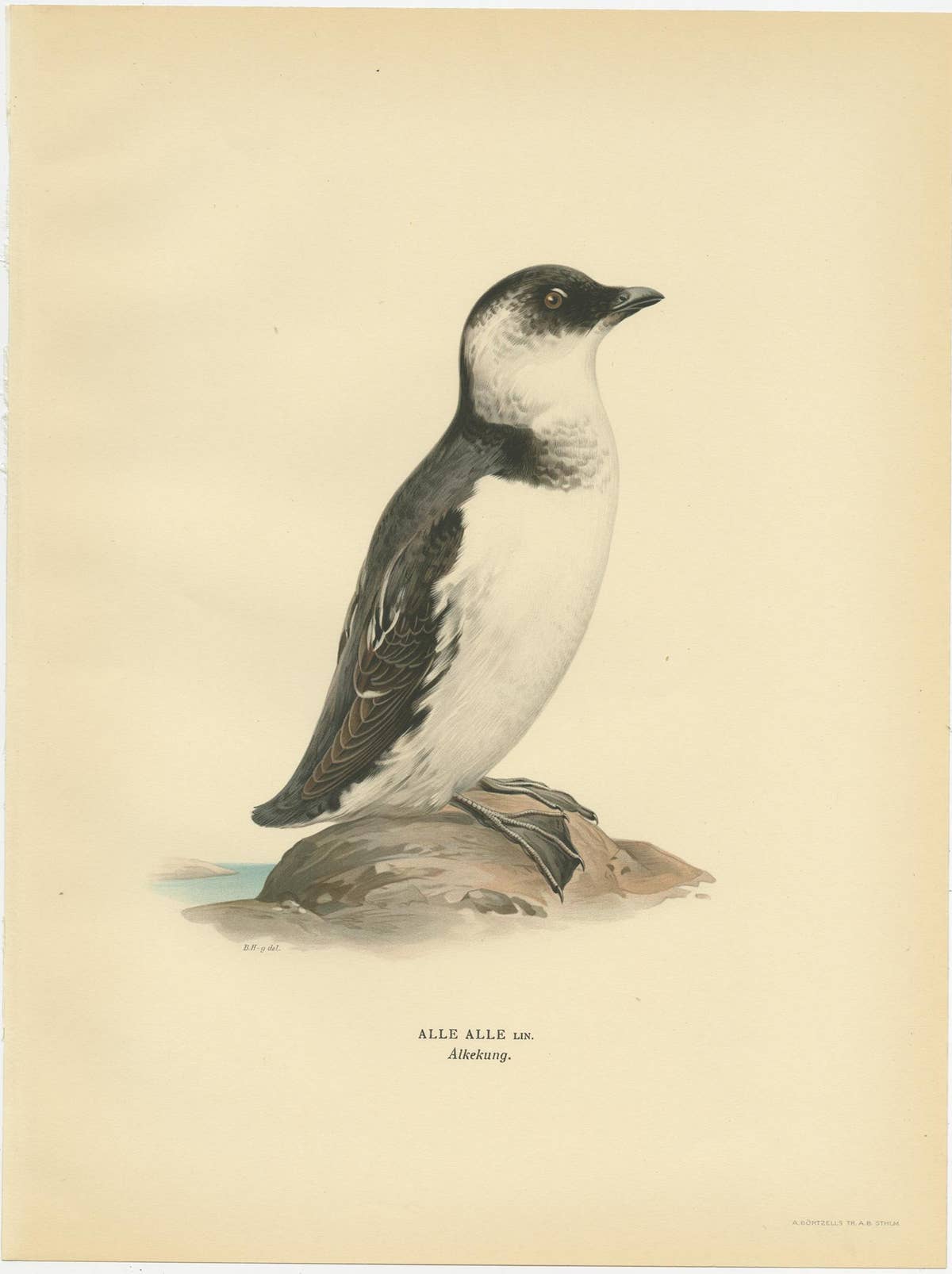 Antique Bird Print of the Little Auk or Dovekie by Von Wright '1929'