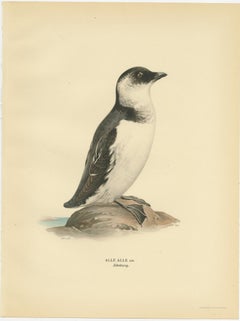 Antique Bird Print of the Little Auk or Dovekie by Von Wright '1929'