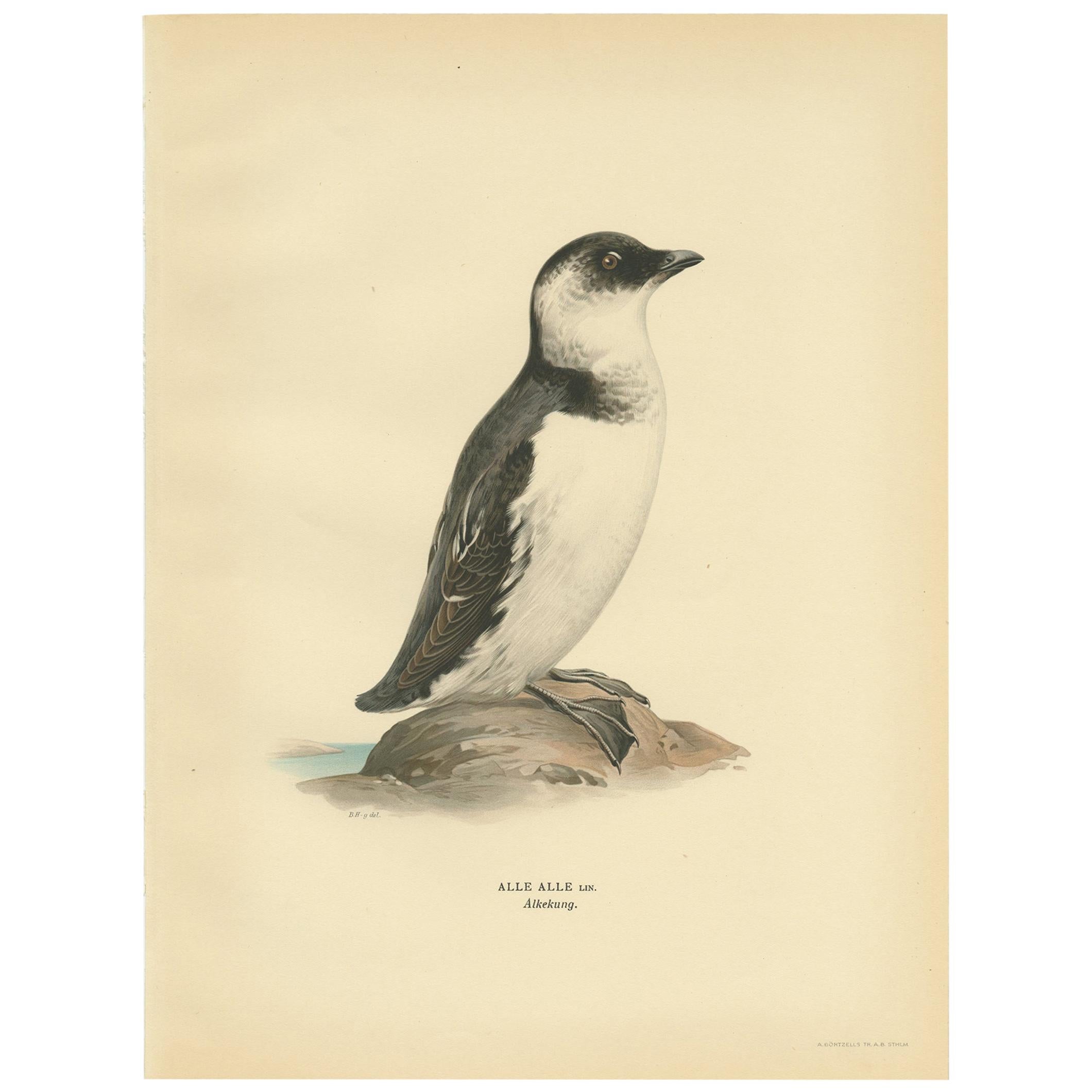 Antique Bird Print of the Little Auk or Dovekie by Von Wright '1929' For Sale