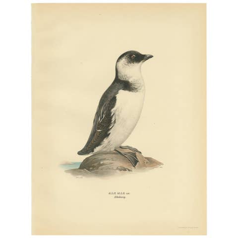 Antique Bird Print of the Little Auk or Dovekie by Von Wright '1929'