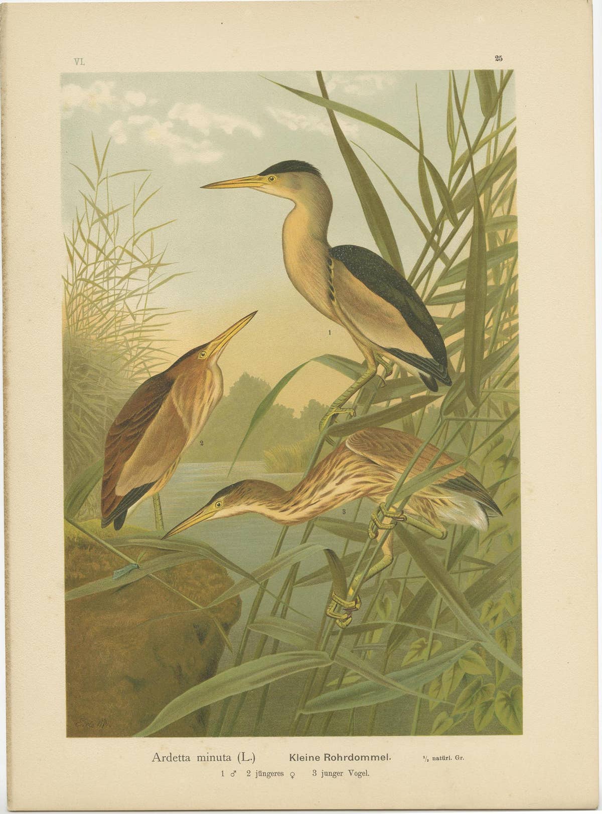 Antique Bird Print of the Little Bittern by Naumann, circa 1895