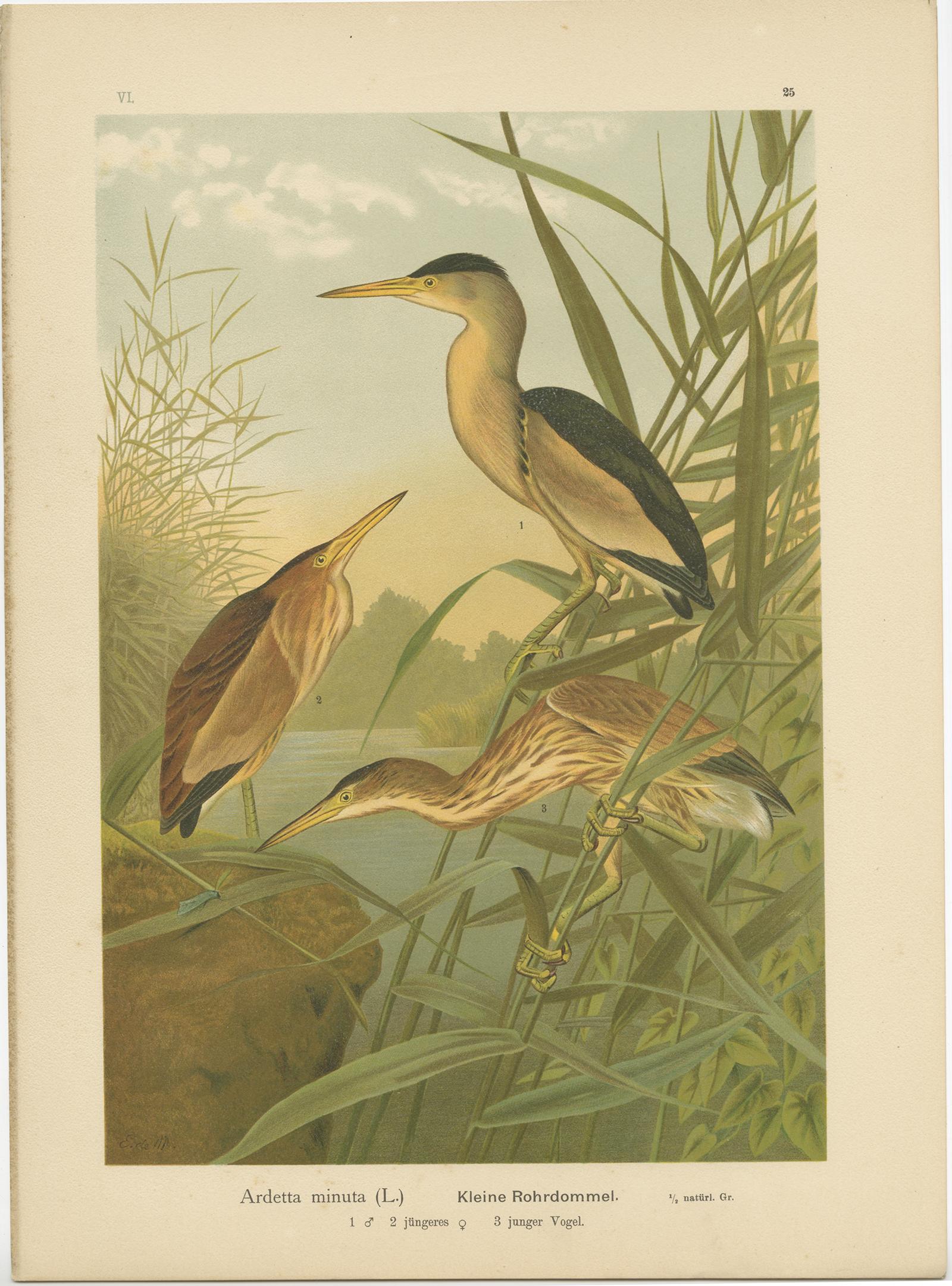 Antique Bird Print of the Little Bittern by Naumann, circa 1895 In Good Condition For Sale In Langweer, NL