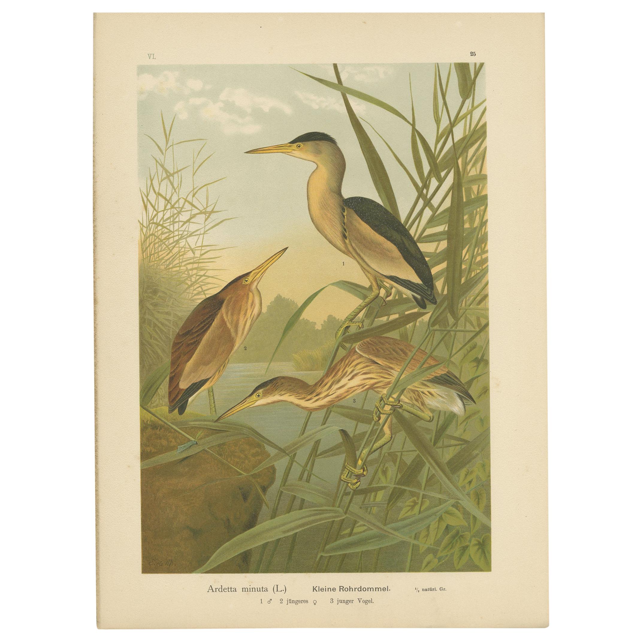 Antique Bird Print of the Little Bittern by Naumann, circa 1895