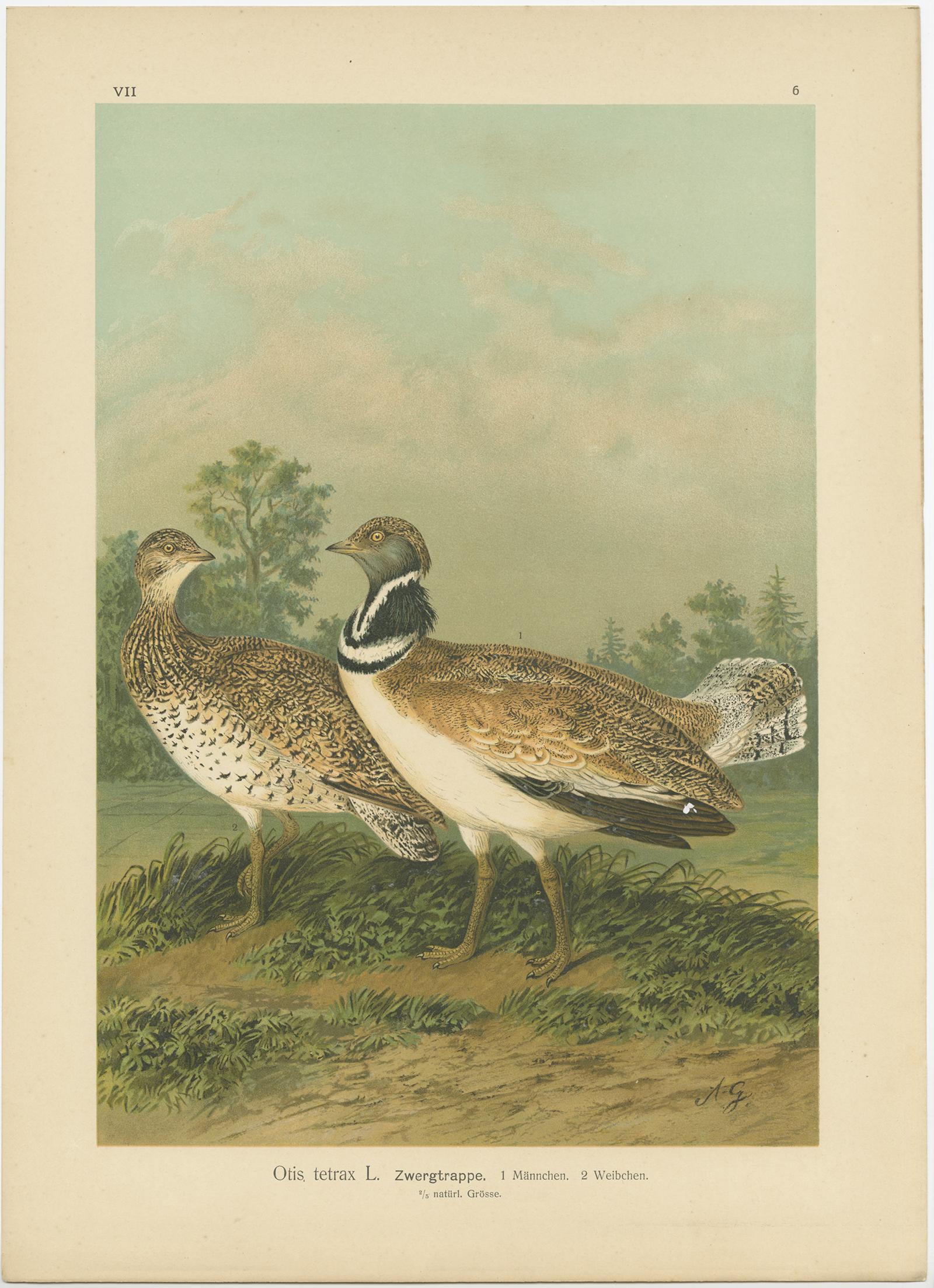 Impression ancienne d'oiseaux intitulée 'Otis Tetrax - Zwergtrappe'. Chromolithographie de l'outarde canepetière. Cette empreinte provient de J.A. Naturgeschichte der Vögel Mitteleuropas