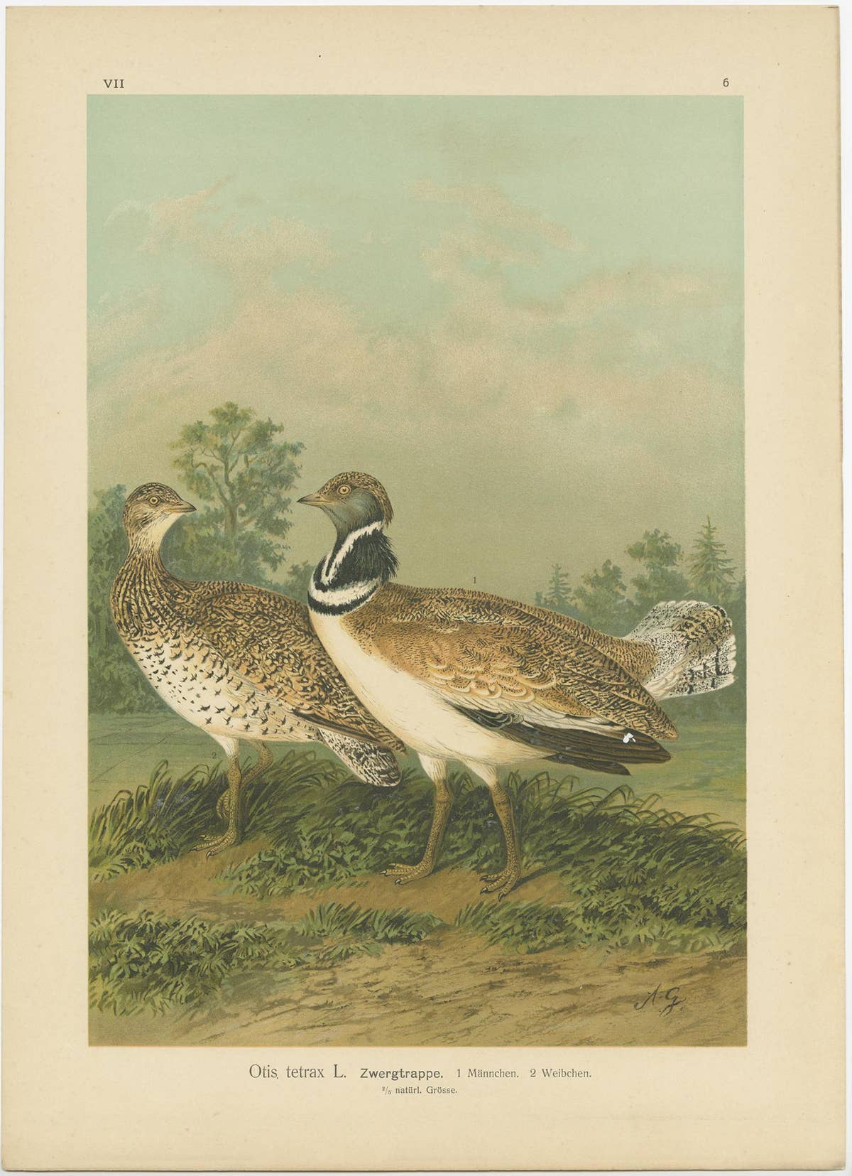 Antique Bird Print of the Little Bustard by Naumann, circa 1895